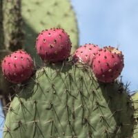 hongos-cactus