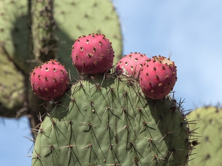 Cómo se ve el hongo en un cactus: Guía de identificación y tratamiento