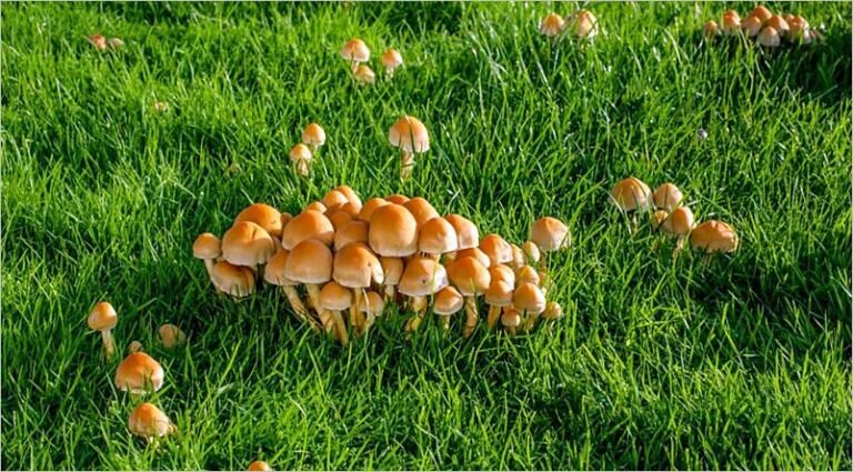 Qué es Fungi: Descubre 5 Ejemplos Comunes en Jardinería