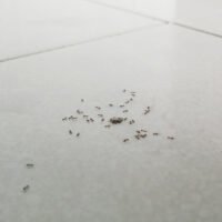 hormigas-diminutas-en-la-cocina-de-casa