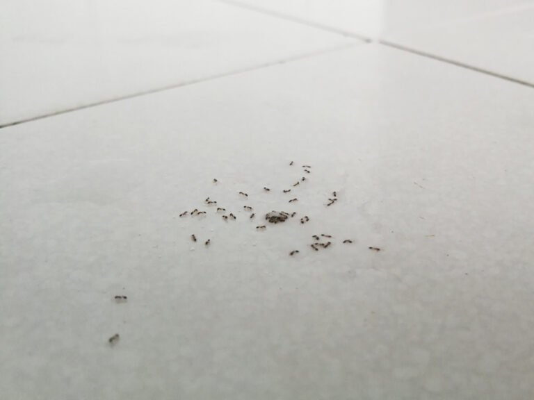 Cómo eliminar hormigas muy pequeñas en casa fácilmente