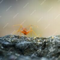 hormigas-rojas-caminando-sobre-arboles-comportamiento-hormigas_483511-451