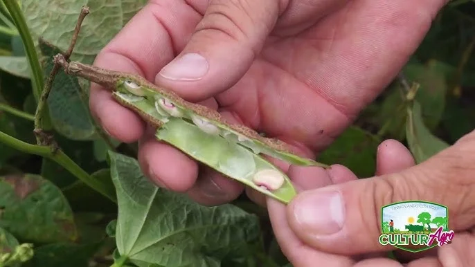 Cuándo aplicar insecticida al frijol