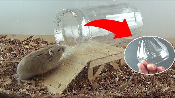 Cómo eliminar las ratas de mi casa de forma rapida y casera
