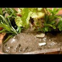 Qué es la arena de río para plantas hqdefault