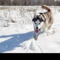 husky-siberiano-corriendo-en-la-nieve
