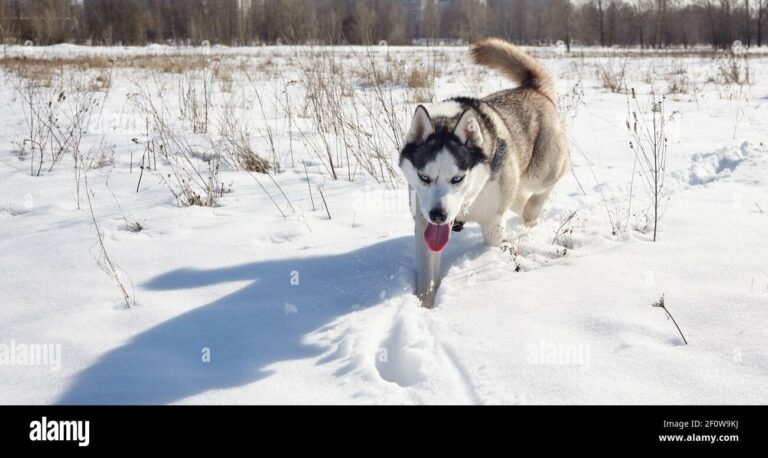 Cuáles son las características y cuidados del husky siberiano