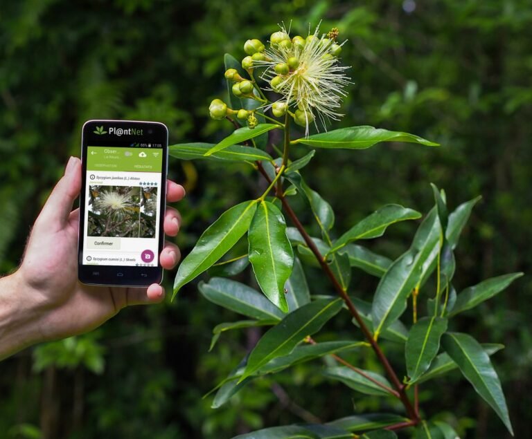 Cuál es la mejor app para identificar plantas gratis