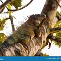 iguana-verde-descansando-en-una-rama-lo-largo-del-rio-tortuguero-costa-rica-parque-nacional-foto-de-alta-calidad-257853362