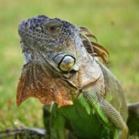 iguanas-verdes
