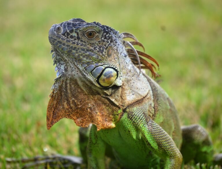 Qué le puedo dar de comer a mi iguana verde