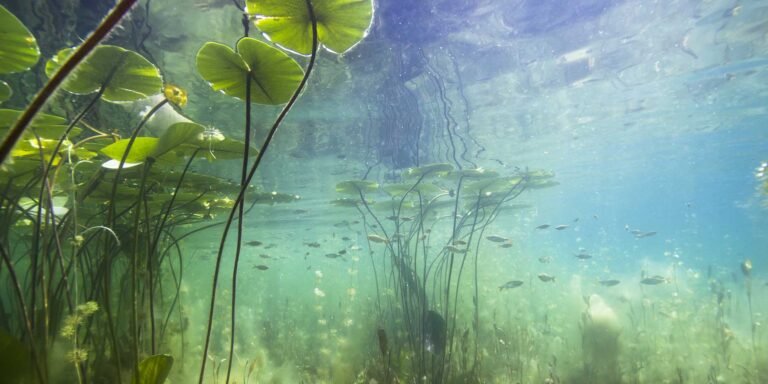 Cuáles son las plantas que viven debajo del agua