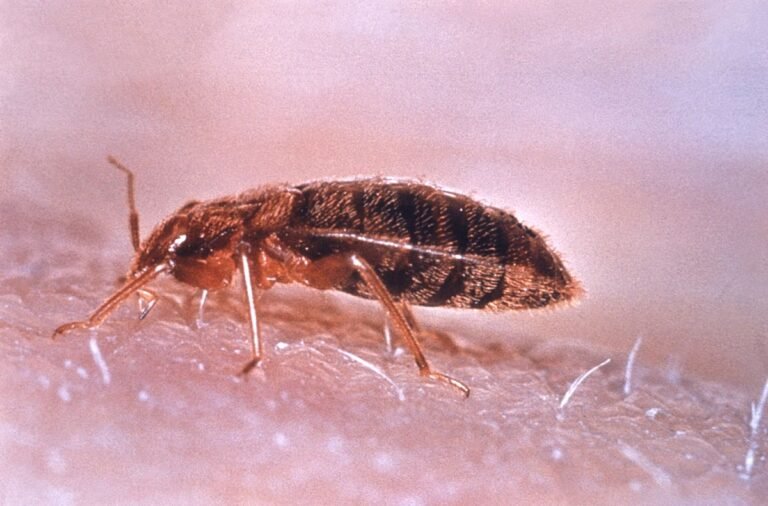 Qué insectos de cama pican y cómo identificarlos