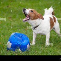 jack-russell-terrier-jugando-en-el-parque