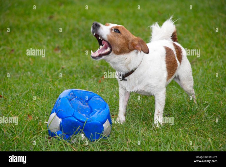 Qué características tiene la raza de perro Jack Russell Terrier