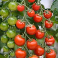 jardin-de-tomate-solanum-lycopersicum-picolino-solanum-lycopersicum-picolino-lycopersicon-esculentum-planta-con-tomates-maduros-e-inmaduros-cultivar-picolino-ebrt3t