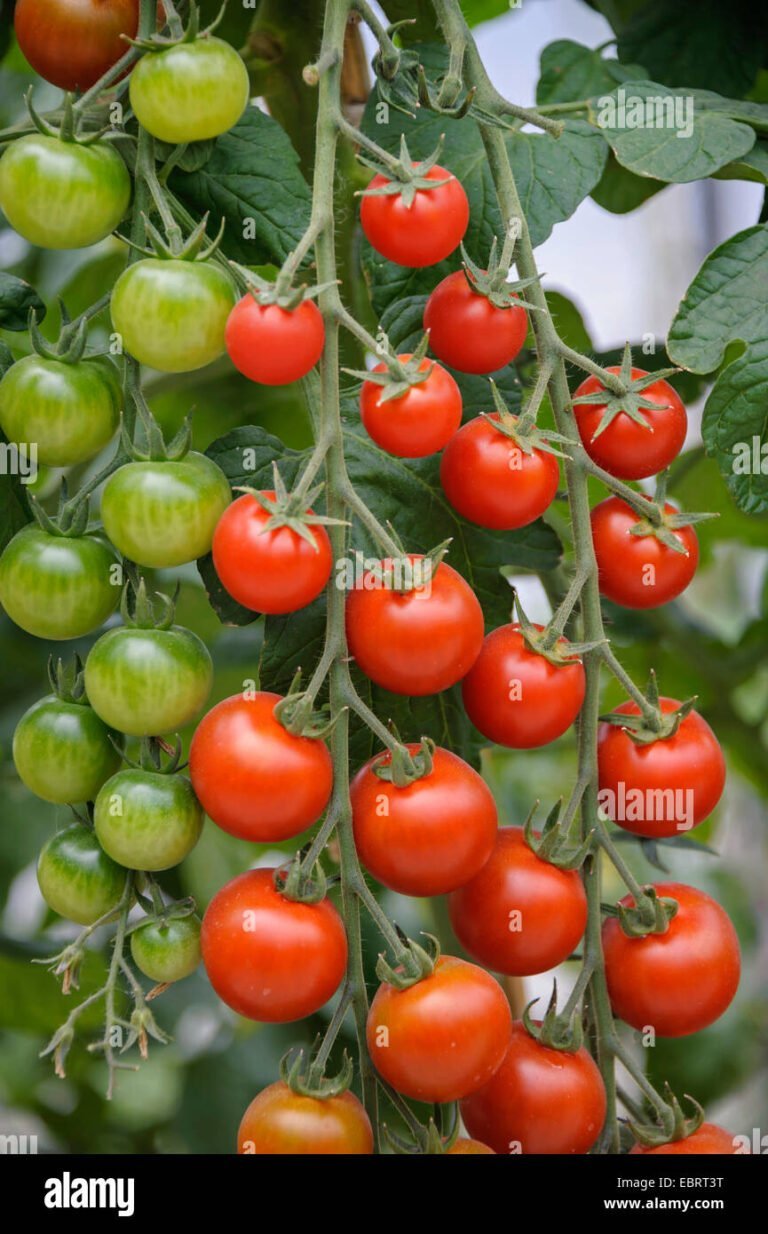 Cómo cultivar tomate a campo abierto