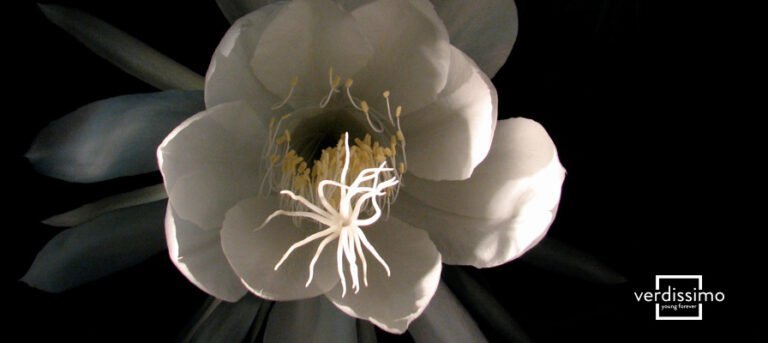 La búsqueda de la rareza: ¿Cuál es la flor más difícil de encontrar en el mundo de la jardinería?