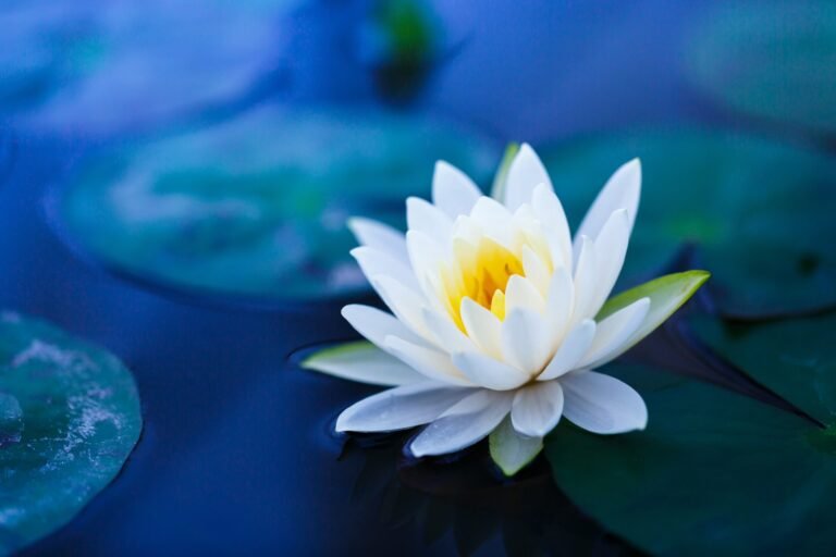 La duración de la flor de loto: todo lo que debes saber