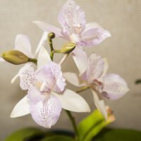 la-exotica-orquidea-descubre-que-pais-la-ha-elegido-como-su-flor-nacional