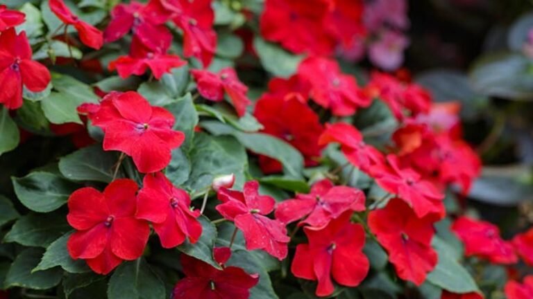 La Flor de la Alegría en la Biblia: Descubre el Significado y Cómo Cultivarla en tu Jardín