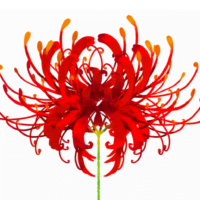 la-flor-de-la-muerte-en-japon-descubre-el-nombre-y-el-significado-detras-de-esta-misteriosa-planta