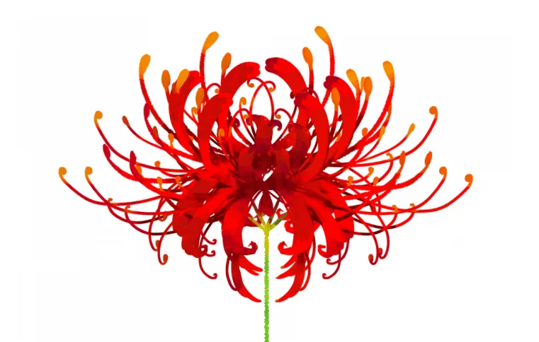 La flor de la muerte en Japón: Descubre el nombre y el significado detrás de esta misteriosa planta