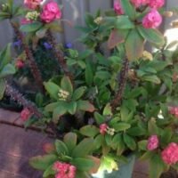 la-flor-del-perdon-descubre-cual-es-y-como-cultivarla-en-tu-jardin