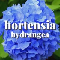 La guía completa para regar tus hortensias: ¿cuánta agua necesitan realmente?
