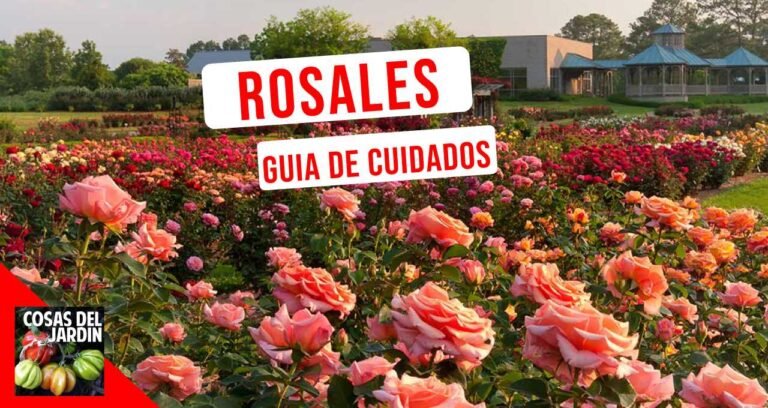 La guía definitiva: Cómo alimentar correctamente tus rosas para un jardín espectacular