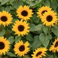 la-guia-definitiva-para-cultivar-girasoles-cual-es-el-clima-ideal