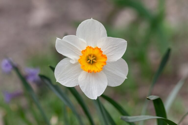 La leyenda de Narciso y su simbolismo en la jardinería