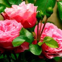 la-longevidad-de-las-rosas-por-cuanto-tiempo-disfrutaremos-de-su-belleza-en-nuestro-jardin