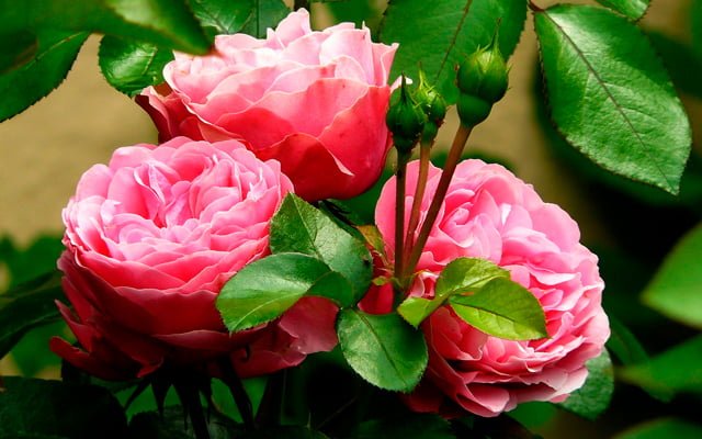 La longevidad de las rosas: ¿Por cuánto tiempo disfrutaremos de su belleza en nuestro jardín?