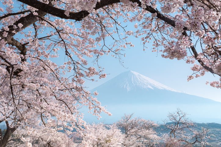 La longevidad del cerezo japonés: todo lo que necesitas saber sobre su esperanza de vida