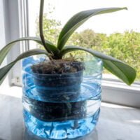 la-orquidea-en-el-tanque-de-agua-esta-imbuida-de-humedad-en-la-ventana-phalaenopsis-cuidado-de