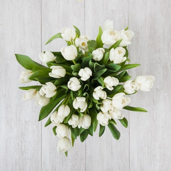 La pureza que simboliza un tulipán blanco en la jardinería: Descubre su significado y cultivo