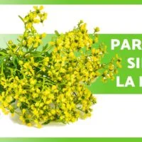 Dónde puedo plantar la ruda: Guía completa para ubicarla correctamente en tu jardín la-ruda