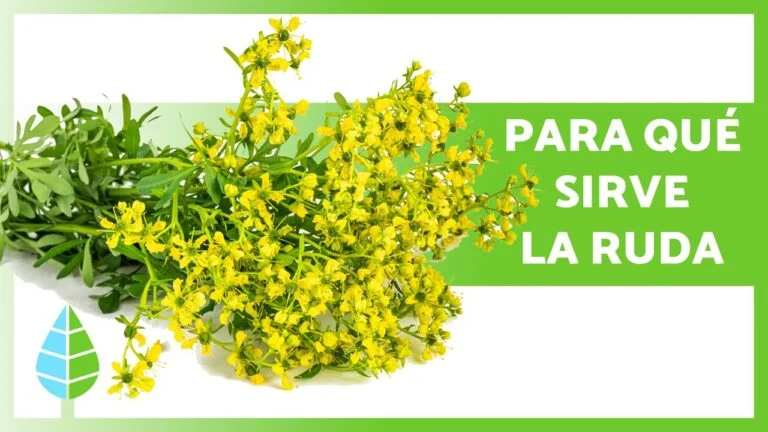 Dónde puedo plantar la ruda: Guía completa para ubicarla correctamente en tu jardín