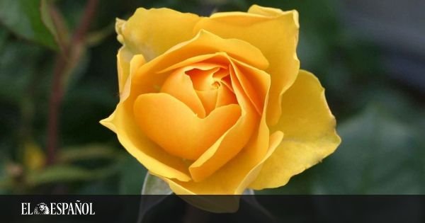 La simbología de las flores amarillas y por qué son una excelente opción para regalar