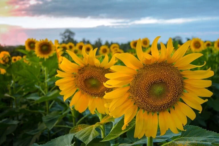La simbología de los girasoles en la Biblia y cómo cultivarlos en tu jardín.