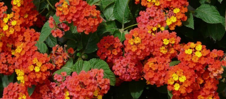 Las 10 flores más resistentes al calor para tener un jardín floreciente todo el verano