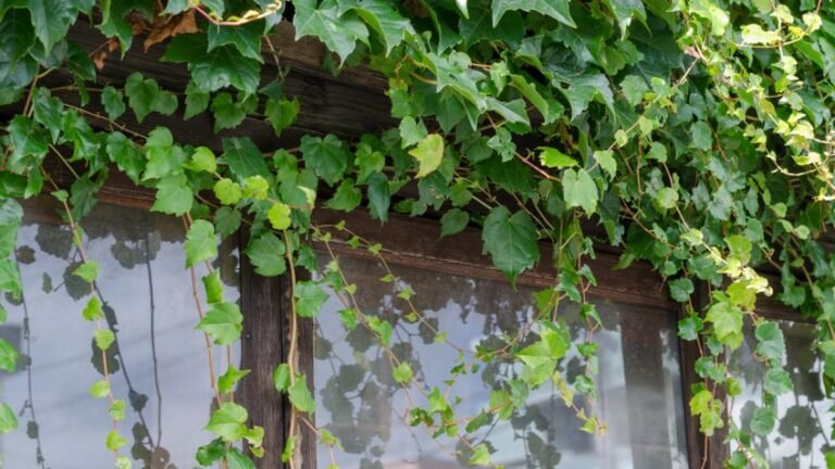 ¿Las enredaderas dañan la cerca? Mitos y verdades sobre su uso en jardinería