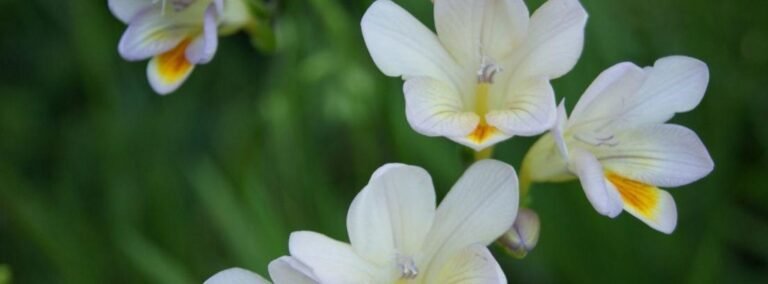 Las Flores con el Mejor Aroma: Descubre cuál es la Favorita de los Expertos en Jardinería