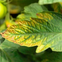 las-hojas-de-las-plantas