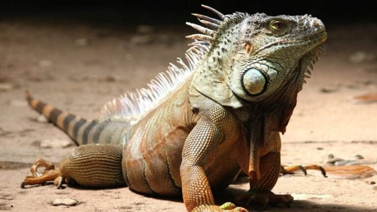 Qué no pueden comer las iguanas: Guía de alimentación para tu mascota exótica