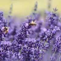 las-mejores-flores-para-atraer-abejas-a-tu-jardin-una-guia-completa