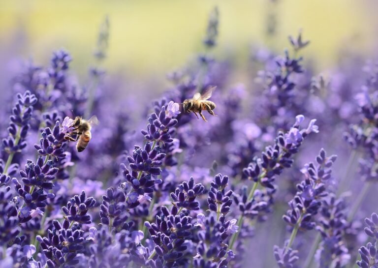 Las mejores flores para atraer abejas a tu jardín: una guía completa