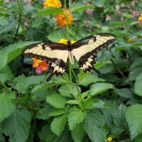 las-mejores-plantas-para-atraer-mariposas-a-tu-jardin