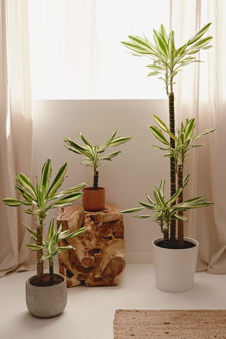 Las mejores plantas para tener en tu habitación y mejorar tu calidad de vida